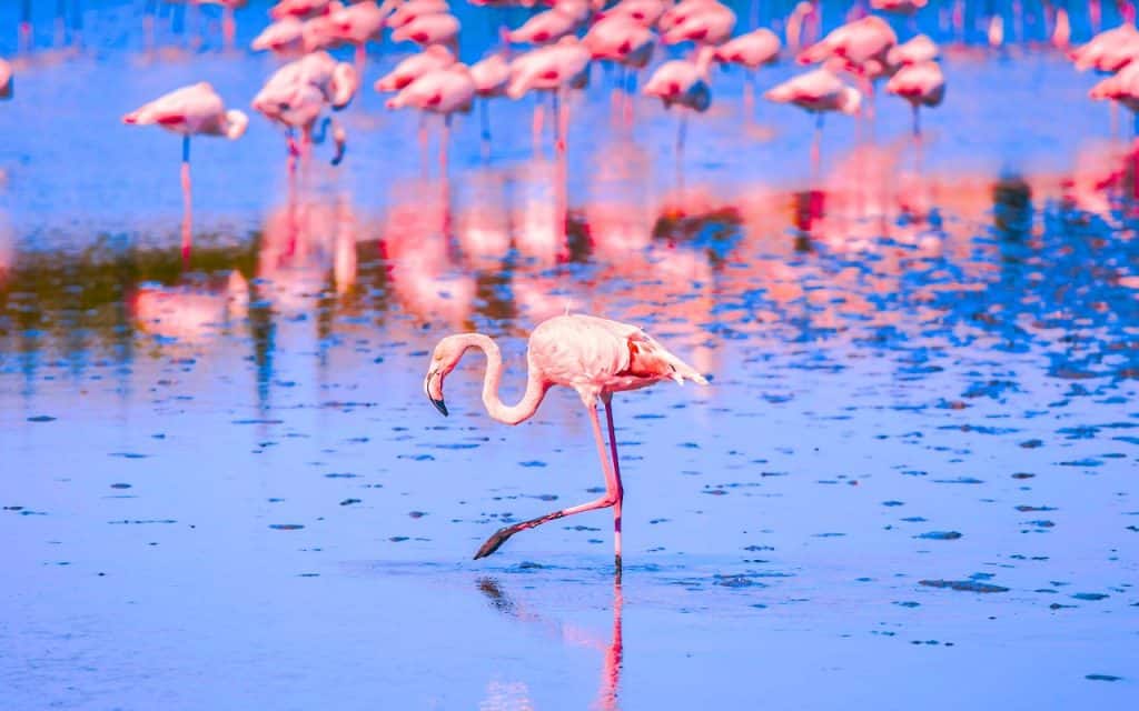 PANDA saison 3, infos, date de sortie, ce que l'on sait