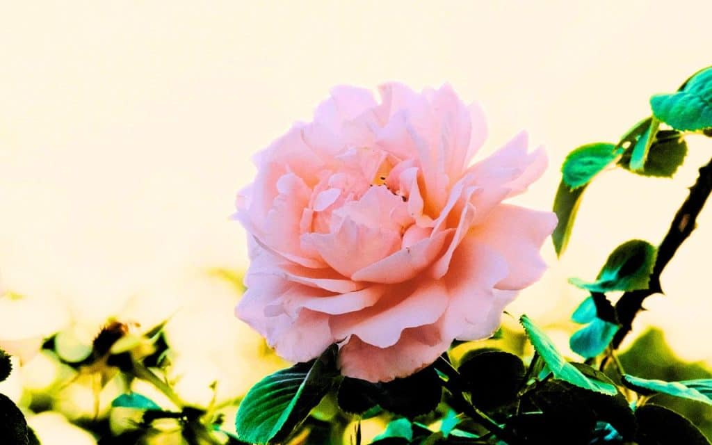 Une rose, reine des fleurs